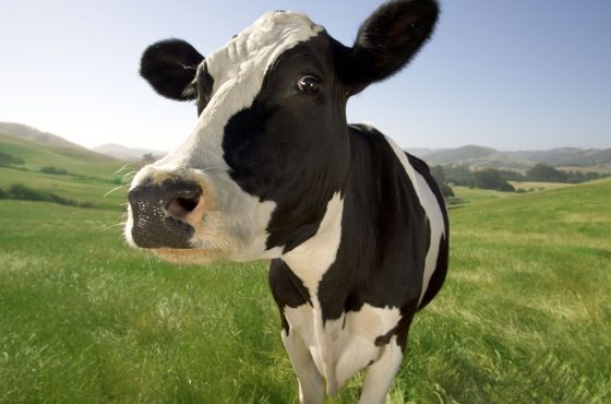 PETA exige mejoras en el minijuego de ordeñar vacas de Nintendo Switch