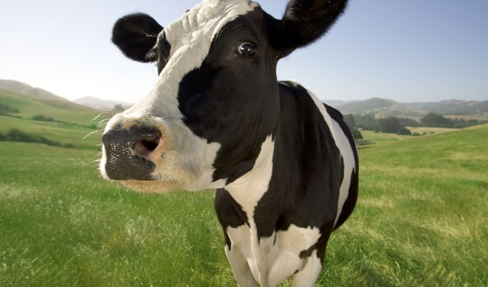 PETA exige mejoras en el minijuego de ordeñar vacas de Nintendo Switch