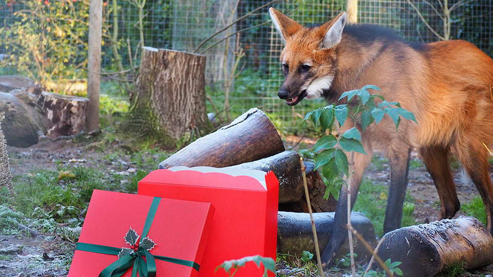 Los Wallabies y los Lobos de crin disfrutan de un manjar festivo para celebrar el Planet Zoo